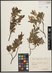 Foto von Salix waldsteiniana Willd.